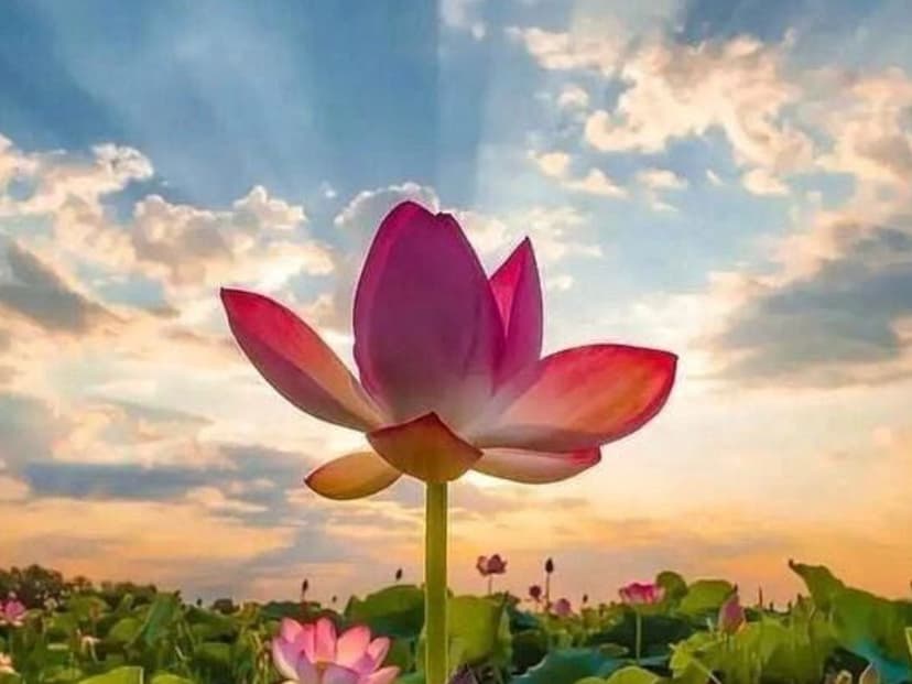  Lotus, Laughter & Lovely Sarees  Poddo Shapla Calling landscape