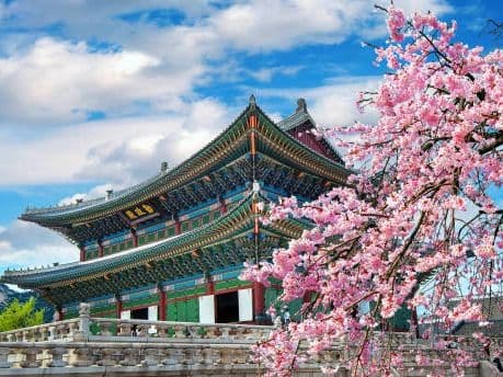 South Korea- Cherry Blossom Edition landscape
