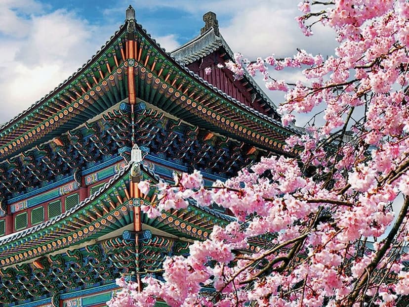 South Korea- Cherry Blossom Edition landscape